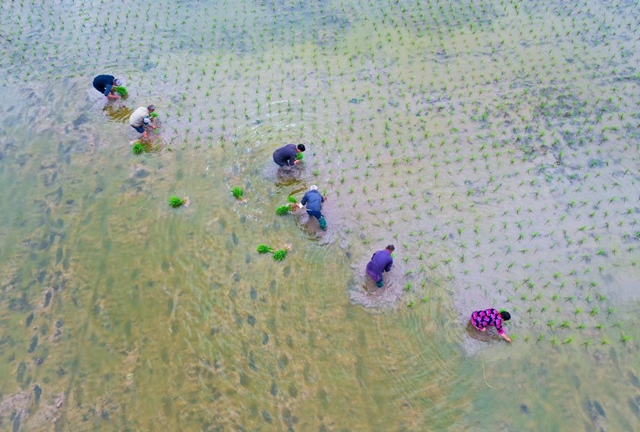 泸州：谷雨时节插秧忙(图4)