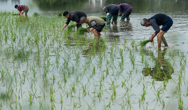 泸州：谷雨时节插秧忙(图2)