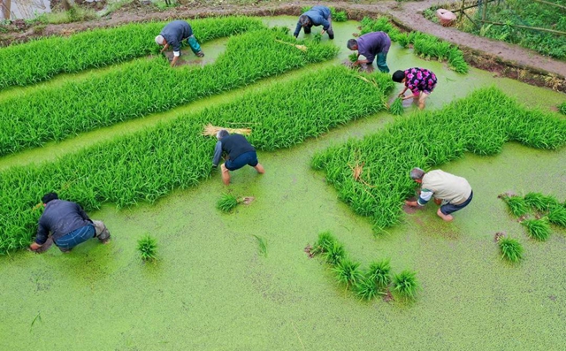 泸州：谷雨时节插秧忙(图9)