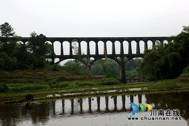 泸县：国宝渡槽引水来，灌溉农田保插秧(图4)