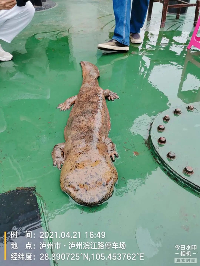 1.2米！江阳被困石缝的巨型“娃娃鱼”得救啦(图2)