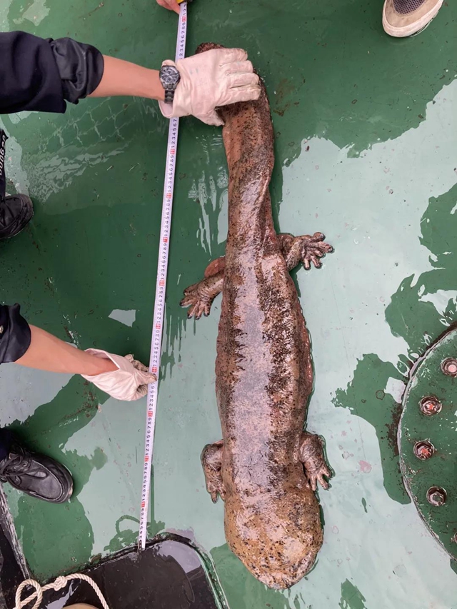 1.2米！江阳被困石缝的巨型“娃娃鱼”得救啦(图3)