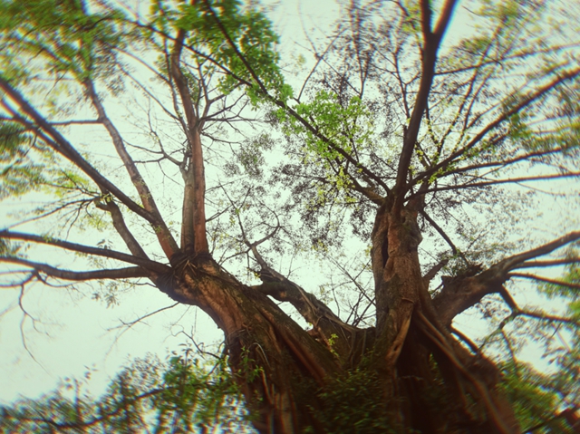 合江县凤鸣镇：“子树救父”，百年黄葛树的“父子情”很感人！(图1)