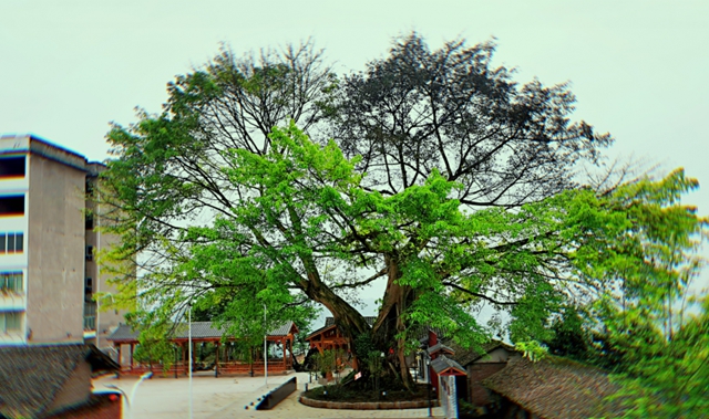 合江县凤鸣镇：“子树救父”，百年黄葛树的“父子情”很感人！(图2)