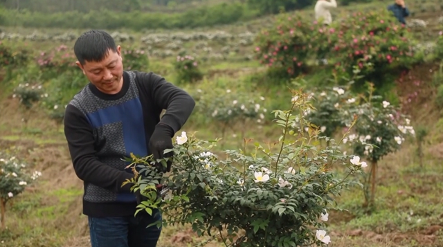 美如画！合江这里漫山遍野刺梨花美山乡(图7)