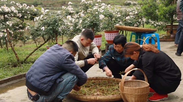 美如画！合江这里漫山遍野刺梨花美山乡(图8)