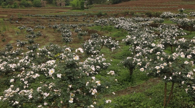 美如画！合江这里漫山遍野刺梨花美山乡(图11)