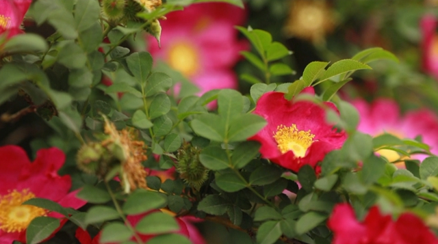 美如画！合江这里漫山遍野刺梨花美山乡(图10)