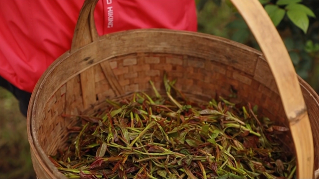 美如画！合江这里漫山遍野刺梨花美山乡(图12)