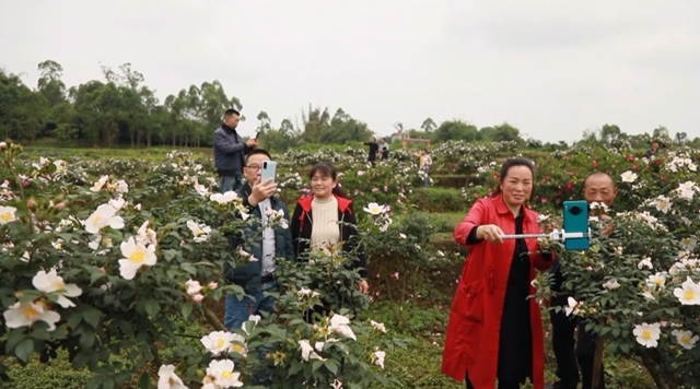 美如画！合江这里漫山遍野刺梨花美山乡(图14)