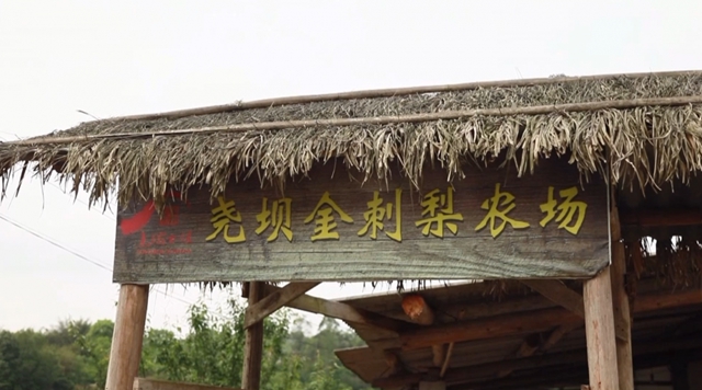 美如画！合江这里漫山遍野刺梨花美山乡(图15)