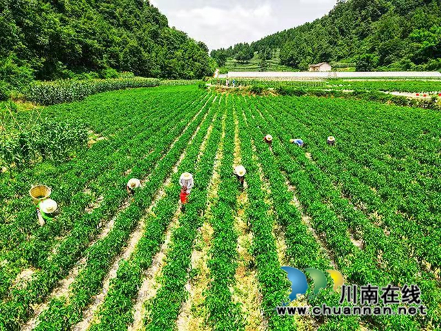 产城一体 古蔺县金兰街道“两项改革”后正焕发出蓬勃生机(图9) 产城一体 古蔺县金兰街道“两项改革”后正焕发出蓬勃生机(图9)