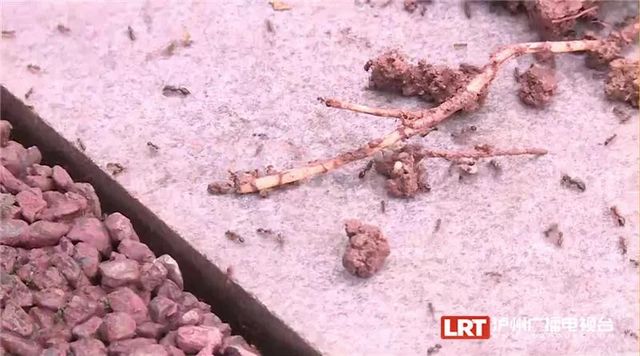 遇到请远离！红火蚁再次现身泸州......(图3)