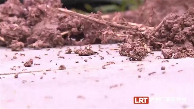 遇到请远离！红火蚁再次现身泸州......(图2)