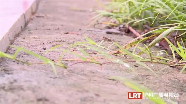 遇到请远离！红火蚁再次现身泸州......(图5)