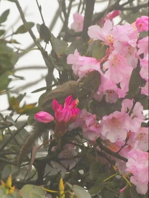 偷油偷米？泸州这只老鼠还偷花……(图2)