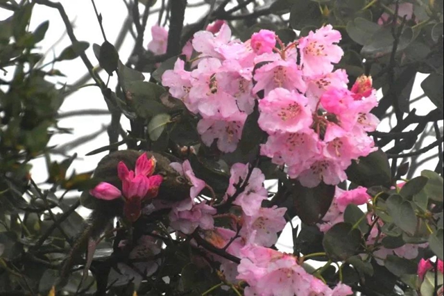 偷油偷米？泸州这只老鼠还偷花……(图3)