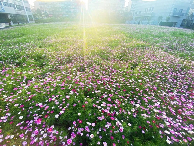 泸州新晋网红赏花地！挨斗张坝！停车、门票全免！(图3)