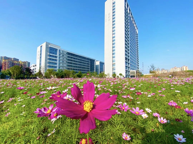 泸州新晋网红赏花地！挨斗张坝！停车、门票全免！(图4)