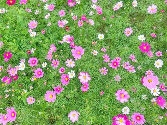 泸州新晋网红赏花地！挨斗张坝！停车、门票全免！(图2)