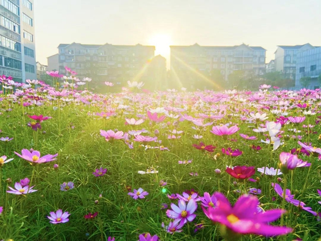 泸州新晋网红赏花地！挨斗张坝！停车、门票全免！(图5)