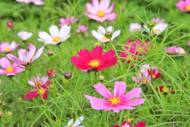 泸州新晋网红赏花地！挨斗张坝！停车、门票全免！(图6)