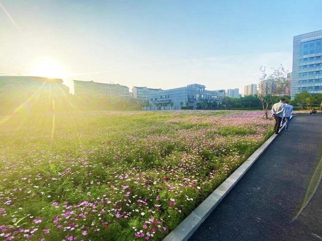 泸州新晋网红赏花地！挨斗张坝！停车、门票全免！(图7)