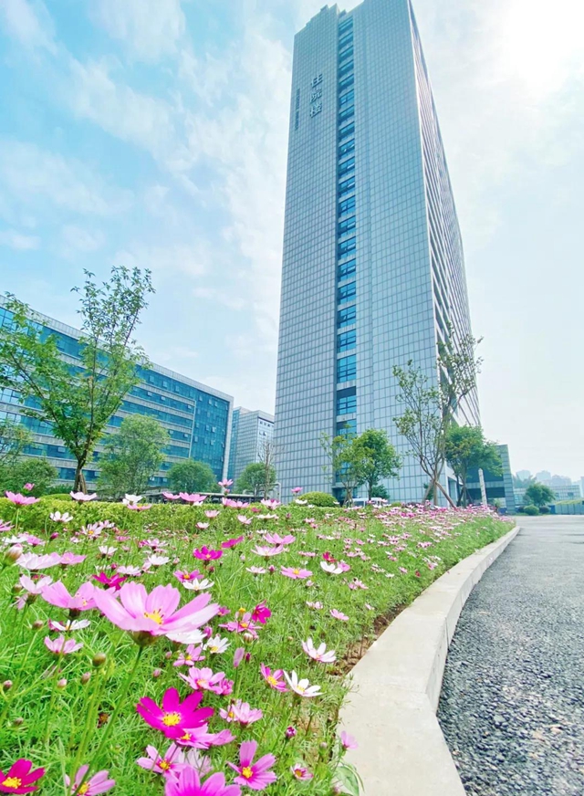 泸州新晋网红赏花地！挨斗张坝！停车、门票全免！(图9)