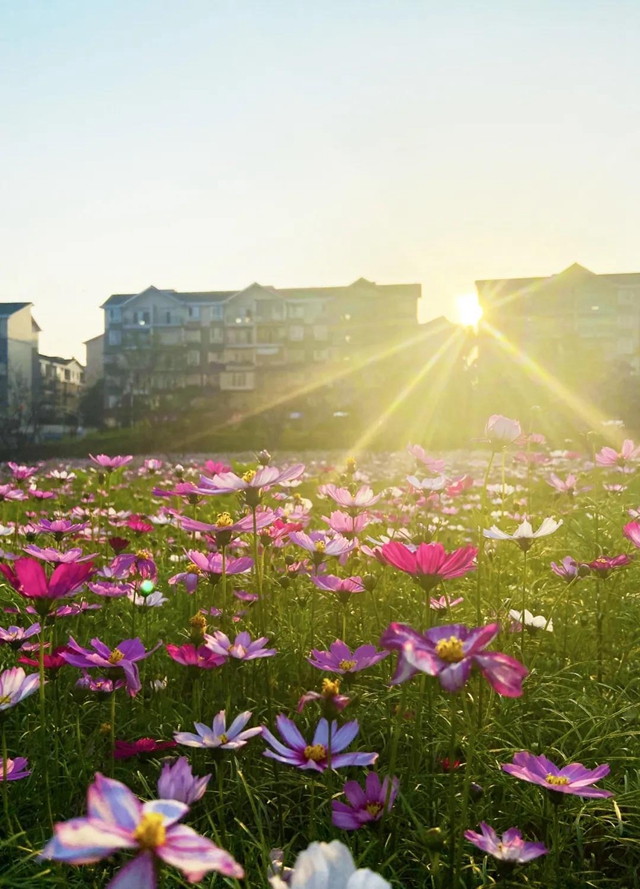 泸州新晋网红赏花地！挨斗张坝！停车、门票全免！(图28)