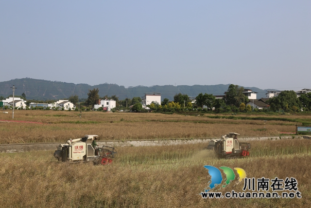 泸县：24.1万亩油菜开镰收割，粮油轮作效益高(图2)