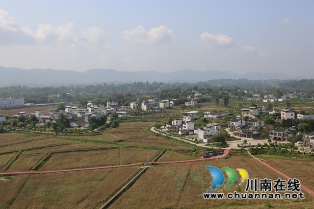 泸县：24.1万亩油菜开镰收割，粮油轮作效益高(图3)