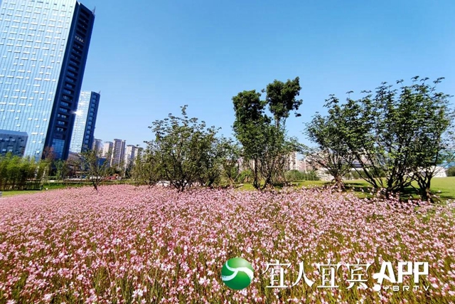 宜宾龙头山竹文化生态公园5月1日部分开园(图3)