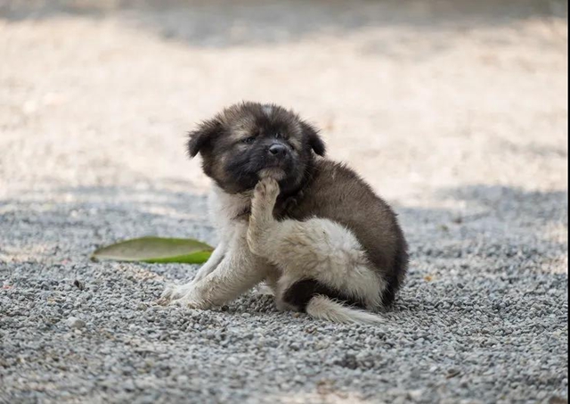 【分享】一家3人被咬，2人身亡！又到“毒虫”活跃期，五一出行要注意！(图5)