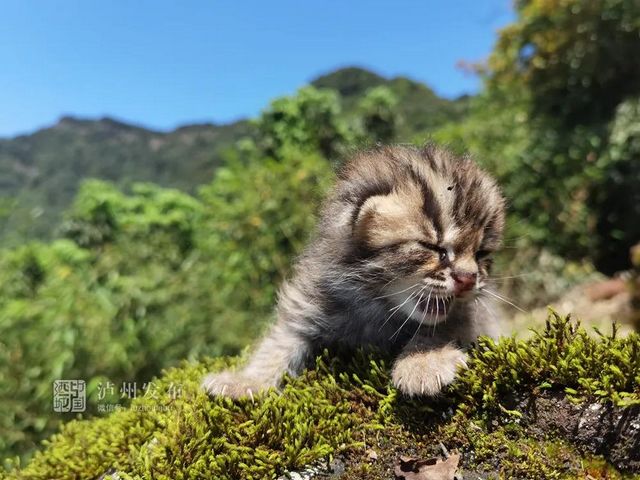 古蔺黄荆老林发现的这只“猫”太萌了，还是国家二级保护动物(图5)