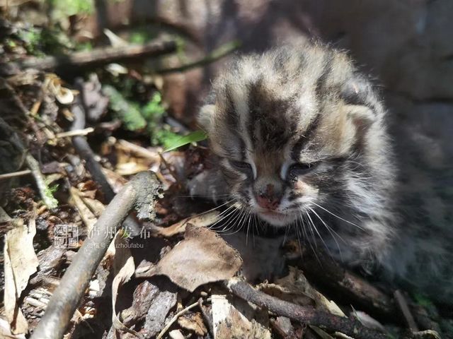 古蔺黄荆老林发现的这只“猫”太萌了，还是国家二级保护动物(图4)