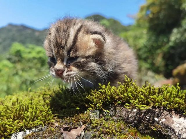古蔺黄荆老林发现的这只“猫”太萌了，还是国家二级保护动物(图3)