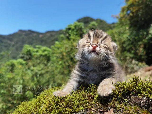 古蔺黄荆老林发现的这只“猫”太萌了，还是国家二级保护动物(图7)