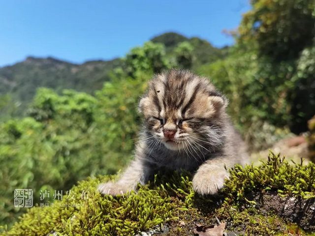古蔺黄荆老林发现的这只“猫”太萌了，还是国家二级保护动物(图6)