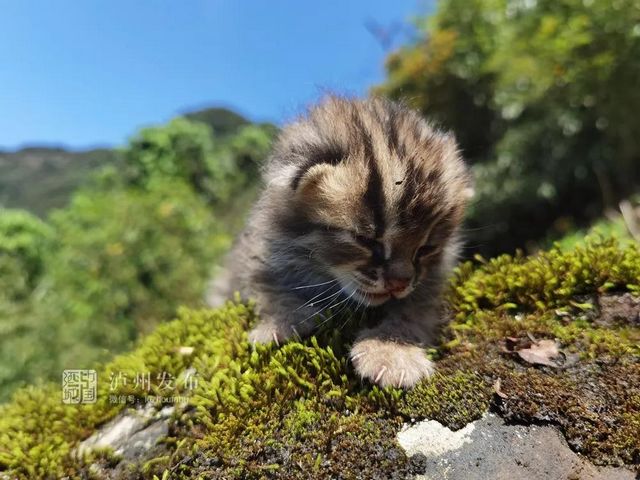 古蔺黄荆老林发现的这只“猫”太萌了，还是国家二级保护动物(图2)