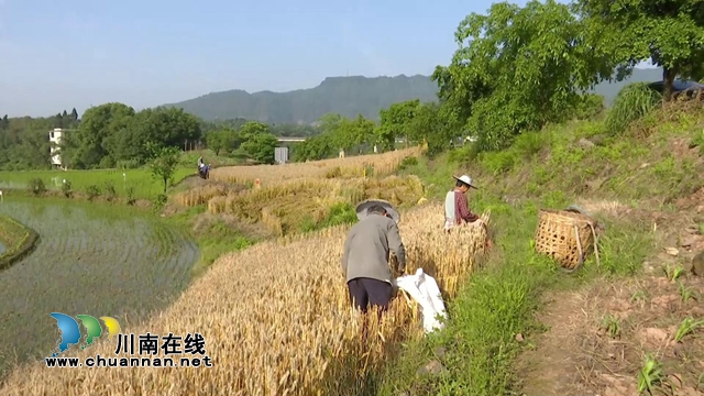 又是一年喜丰收！合江县开展紫糯小麦测产(图2)