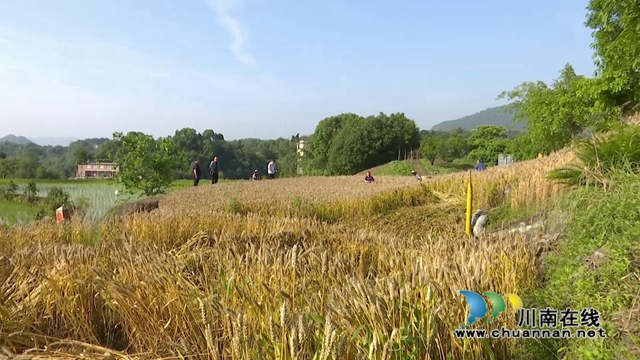 又是一年喜丰收！合江县开展紫糯小麦测产(图4)