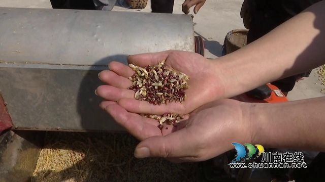 又是一年喜丰收！合江县开展紫糯小麦测产(图5)