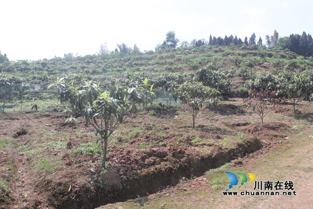 合江：南风吹过枇杷黄(图2)