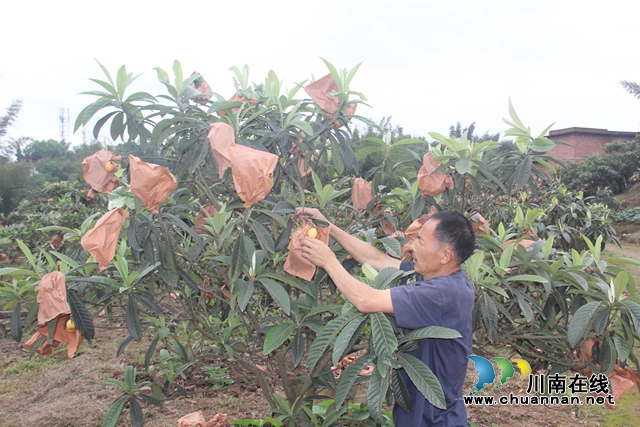 合江：南风吹过枇杷黄(图3)