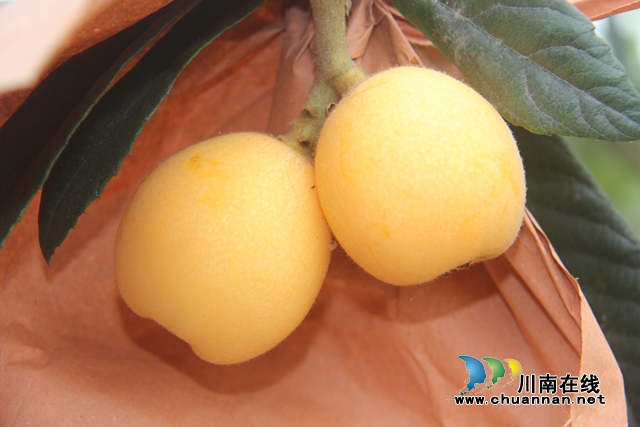 合江：南风吹过枇杷黄(图5)