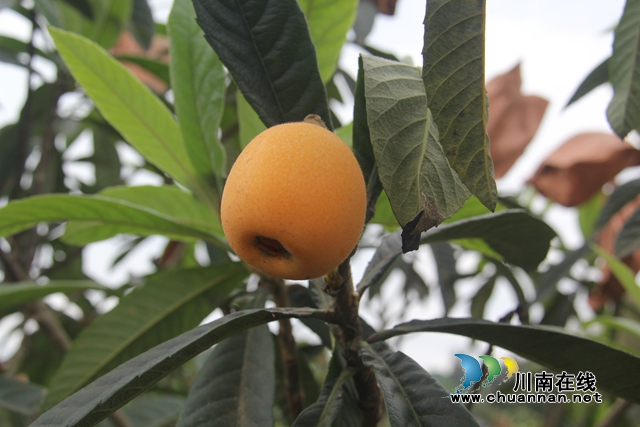 合江：南风吹过枇杷黄(图8)