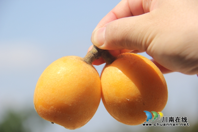 合江：南风吹过枇杷黄(图6)