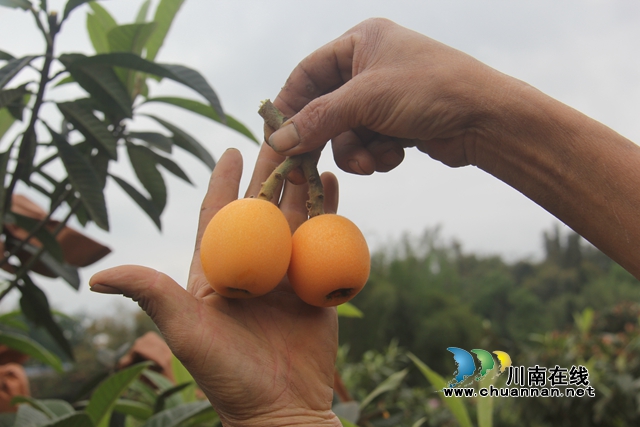 合江：南风吹过枇杷黄(图7)