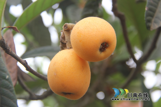 合江：南风吹过枇杷黄(图4)