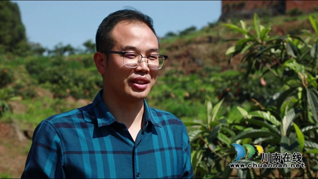 合江：南风吹过枇杷黄(图10)